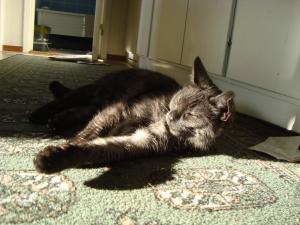 <img300*0:stuff/z/1/Cat%2520in%2520the%2520sun/DSC04178.JPG>
