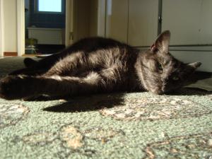<img300*0:stuff/z/1/Cat%2520in%2520the%2520sun/DSC04179.JPG>