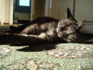 <img300*0:stuff/z/1/Cat%2520in%2520the%2520sun/DSC04180.JPG>