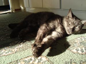 <img300*0:stuff/z/1/Cat%2520in%2520the%2520sun/DSC04181.JPG>