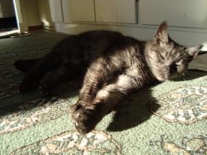 <img300*0:stuff/z/1/Cat%2520in%2520the%2520sun/DSC04182.JPG>