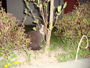<img300*0:stuff/z/1/Cats%25202010-05-06/DSC00264.JPG>