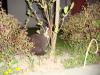 Cats 2010-05-06