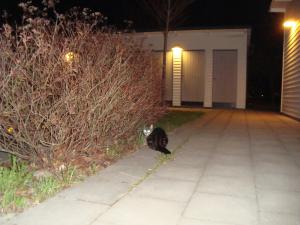 <img300*0:stuff/z/1/Cats%25202010-05-06/DSC00265.JPG>