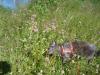 <img100*0:stuff/z/1/Catwalk%2520around%2520Kyrksjon/DSC01610.JPG>