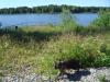 <img100*0:stuff/z/1/Catwalk%2520around%2520Kyrksjon/DSC01615.JPG>