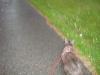<img100*0:stuff/z/1/Catwalk%2520around%2520Kyrksjon/DSC01650.JPG>