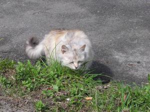 <img300*0:stuff/z/1/Chernobyl2008/p1010037.jpg>