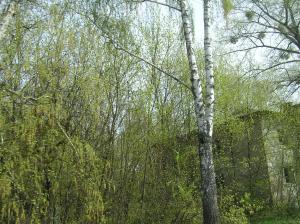 <img300*0:stuff/z/1/Chernobyl2008/p1010041.jpg>