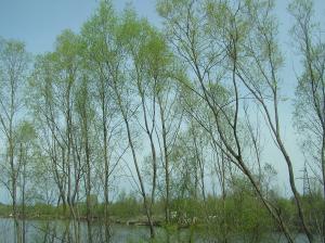 <img300*0:stuff/z/1/Chernobyl2008/p1010046.jpg>