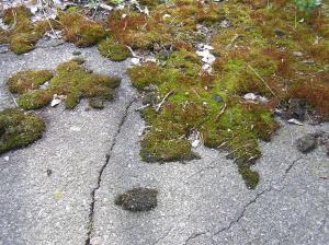 <img300*0:stuff/z/1/Chernobyl2008/p1010107.jpg>