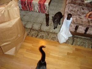 <img300*0:stuff/z/1/Chistmas%2520Day%25202008/dsc00864.jpg>