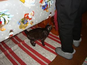 <img300*0:stuff/z/1/Chistmas%2520Day%25202008/dsc00872.jpg>