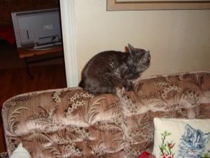 <img300*0:stuff/z/1/Chistmas%2520Day%25202008/dsc00876.jpg>