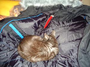 <img300*0:stuff/z/1/Christmas2011/dsc05979.jpg>