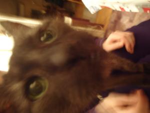 <img300*0:stuff/z/1/Christmas2011/dsc05994.jpg>