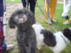 <img300*0:stuff/z/1/ESN_Overalls/DSC06289.JPG>