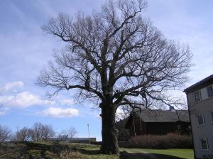<img300*0:stuff/z/1/Early%2520spring%2520tree%2520photo%2520reference/p1010001.jpg>