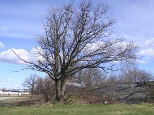 <img300*0:stuff/z/1/Early%2520spring%2520tree%2520photo%2520reference/p1010002.jpg>