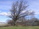 Early Spring Tree photo reference