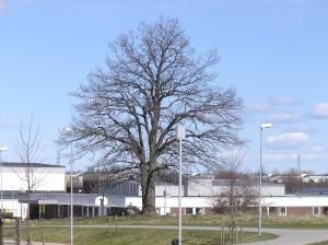 <img300*0:stuff/z/1/Early%2520spring%2520tree%2520photo%2520reference/p1010003.jpg>