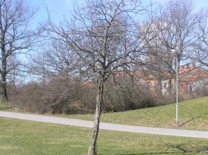 <img300*0:stuff/z/1/Early%2520spring%2520tree%2520photo%2520reference/p1010004.jpg>