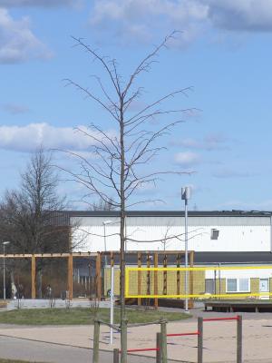 <imgl300*0:stuff/z/1/Early%2520spring%2520tree%2520photo%2520reference/p1010005.jpg>