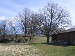 <img300*0:stuff/z/1/Early%2520spring%2520tree%2520photo%2520reference/p1010006.jpg>