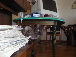 <img300*0:stuff/z/1/EskilLilo/DSC01900.JPG>
