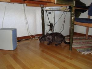 <img300*0:stuff/z/1/EskilLilo/DSC01904.JPG>