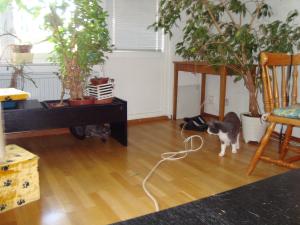 <img300*0:stuff/z/1/EskilLilo/DSC01905.JPG>