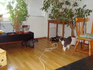 <img300*0:stuff/z/1/EskilLilo/DSC01906.JPG>
