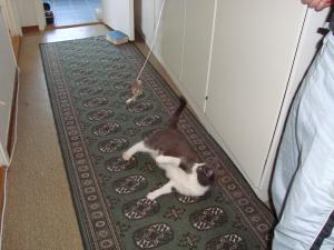 <img300*0:stuff/z/1/EskilLilo/DSC01913.JPG>