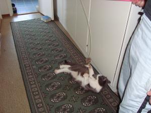 <img300*0:stuff/z/1/EskilLilo/DSC01914.JPG>