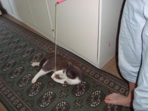 <img300*0:stuff/z/1/EskilLilo/DSC01915.JPG>