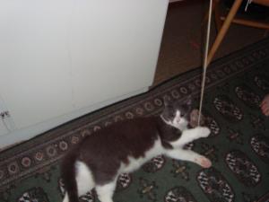 <img300*0:stuff/z/1/EskilLilo/DSC01916.JPG>