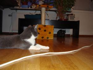 <img300*0:stuff/z/1/EskilLilo/DSC01918.JPG>