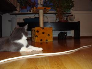 <img300*0:stuff/z/1/EskilLilo/DSC01919.JPG>