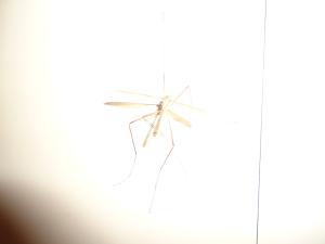 <img300*0:stuff/z/1/EveningAtEriks/dsc05281.jpg>