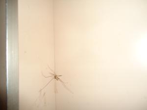 <img300*0:stuff/z/1/EveningAtEriks/dsc05285.jpg>