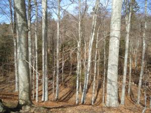<img300*0:stuff/z/1/ExcursionOmberg/DSC08001.JPG>