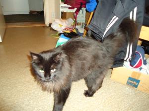 <img300*0:stuff/z/1/Fatoppning/dsc01879.jpg>