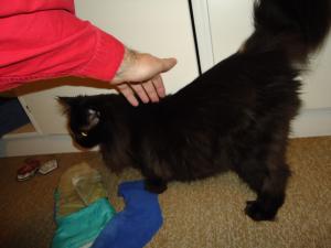 <img300*0:stuff/z/1/Fatoppning/dsc01880.jpg>