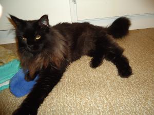 <img300*0:stuff/z/1/Fatoppning/dsc01881.jpg>