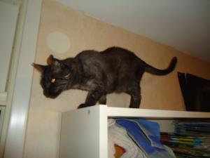 <img300*0:stuff/z/1/Fatoppning/dsc01884.jpg>