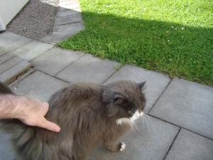 <img300*0:stuff/z/1/FluffyCat/i1277167799_1.jpg>