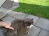 FluffyCat
