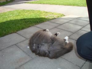 <img300*0:stuff/z/1/FluffyCat/i1277167799_2.jpg>