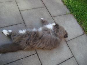 <img300*0:stuff/z/1/FluffyCat/i1277167800_3.jpg>
