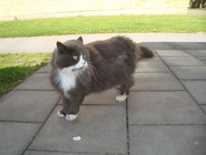 <img300*0:stuff/z/1/FluffyCat/i1277167800_4.jpg>